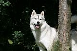 SIBERIAN HUSKY 982